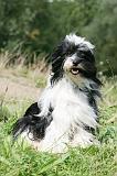TERRIER DU TIBET 360